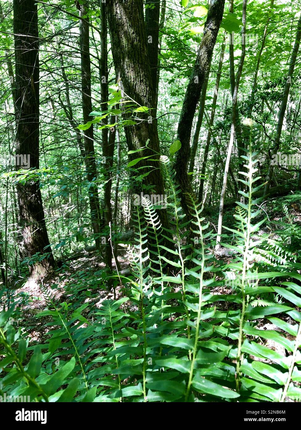Los helechos y bosque con luz solar filtrada Foto de stock