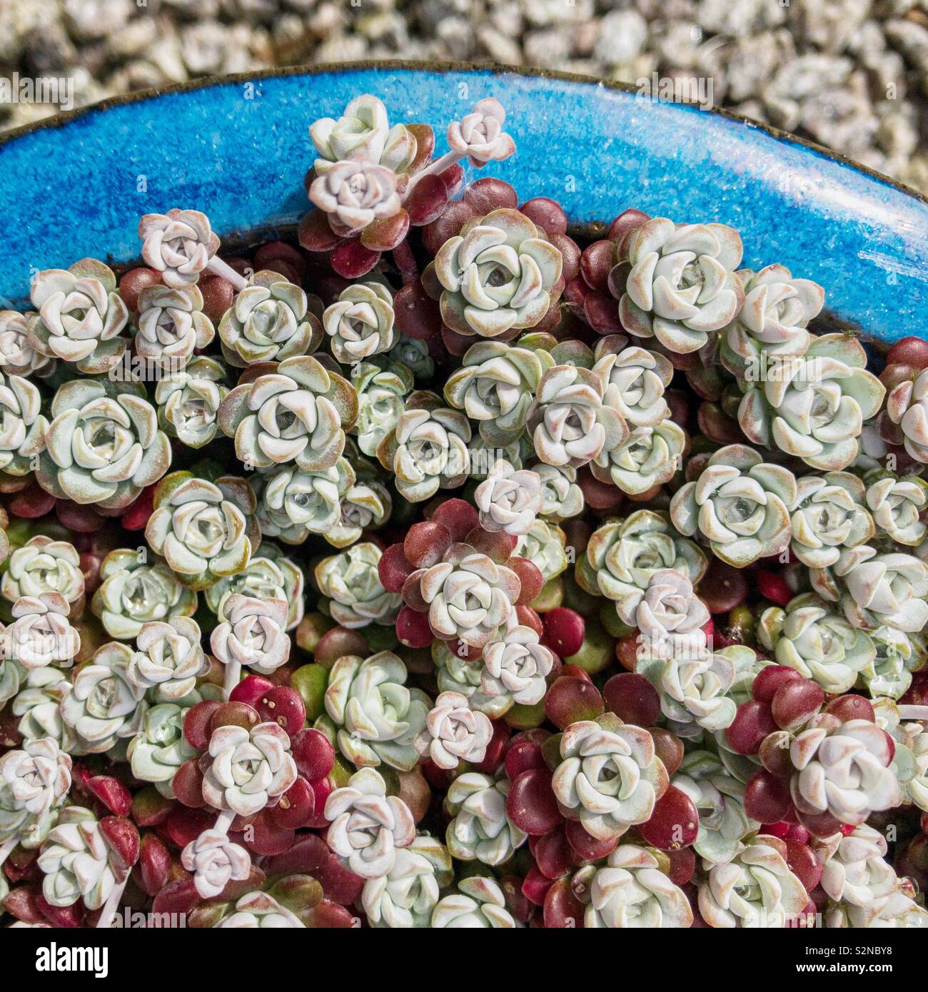 Sedum spathulifolium Cappa Blanca en un bote azul. Foto de stock