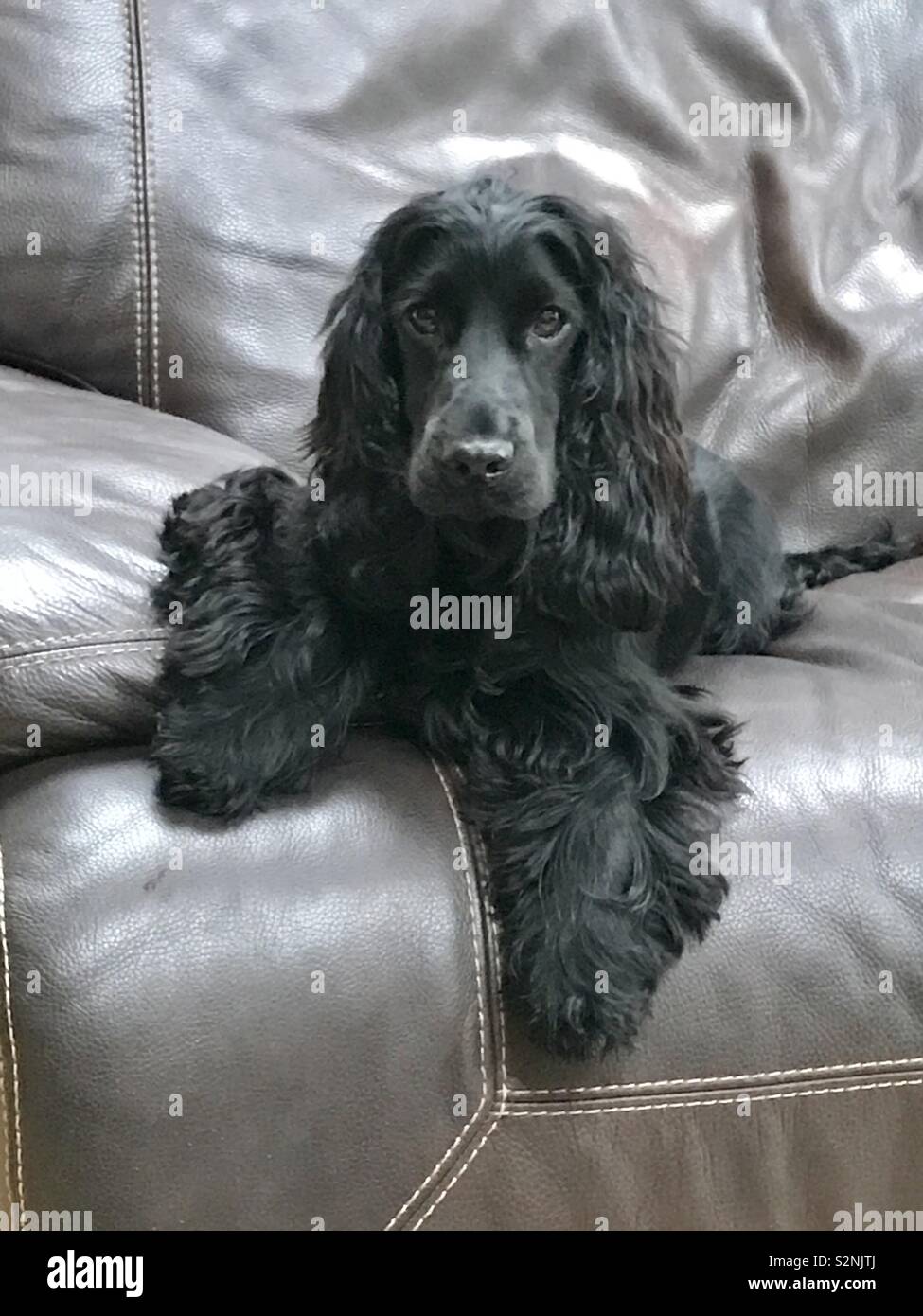 Cocker Spaniel Black Fotos E Imagenes De Stock Alamy