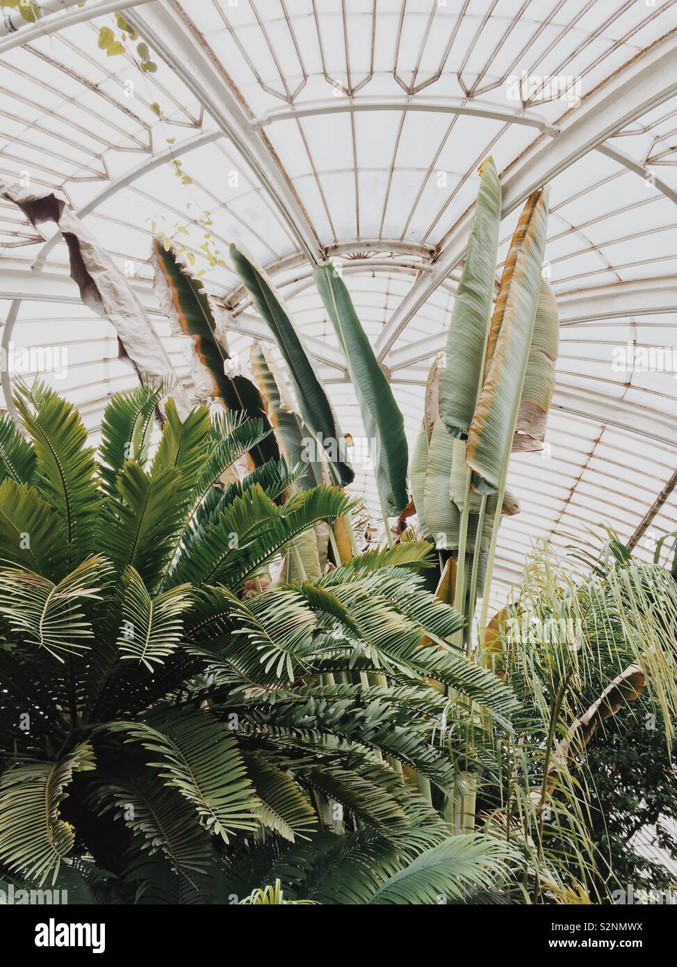 Hojas y palmas gigantes en invernadero en el Jardín Botánico de Kew Foto de stock