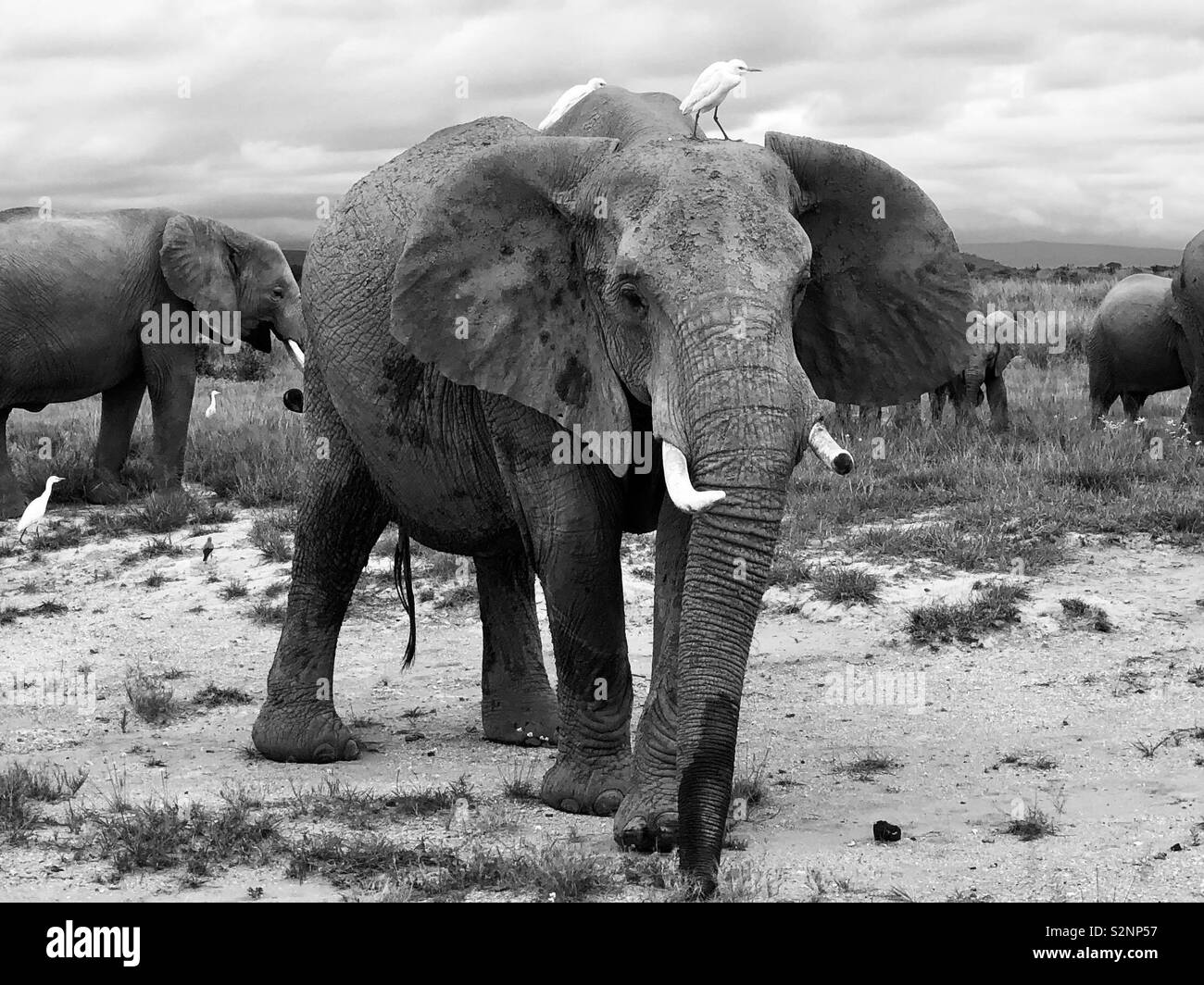 Elefantes keniano Foto de stock
