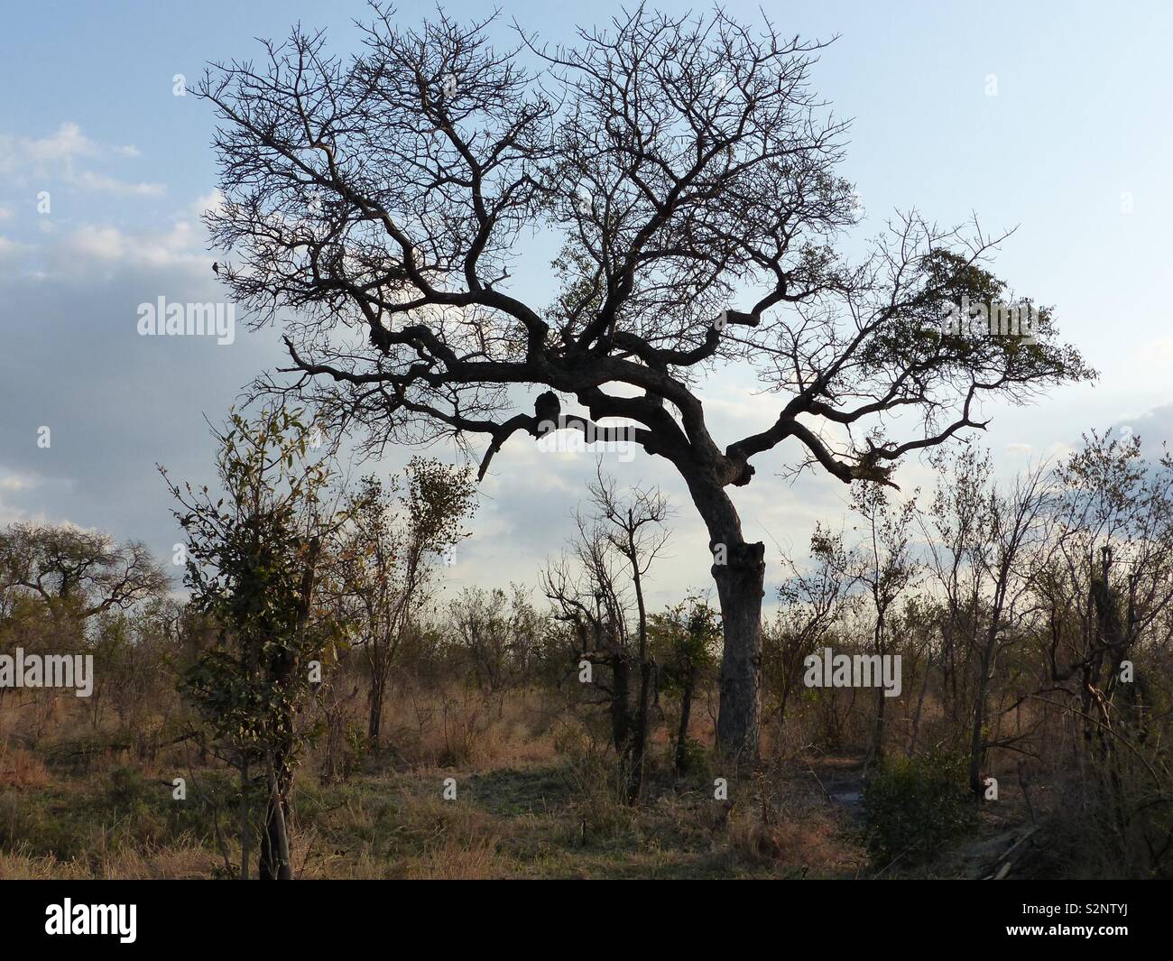 Sabana arbolada escena en el Parque Nacional Kruger Sudáfrica Foto de stock