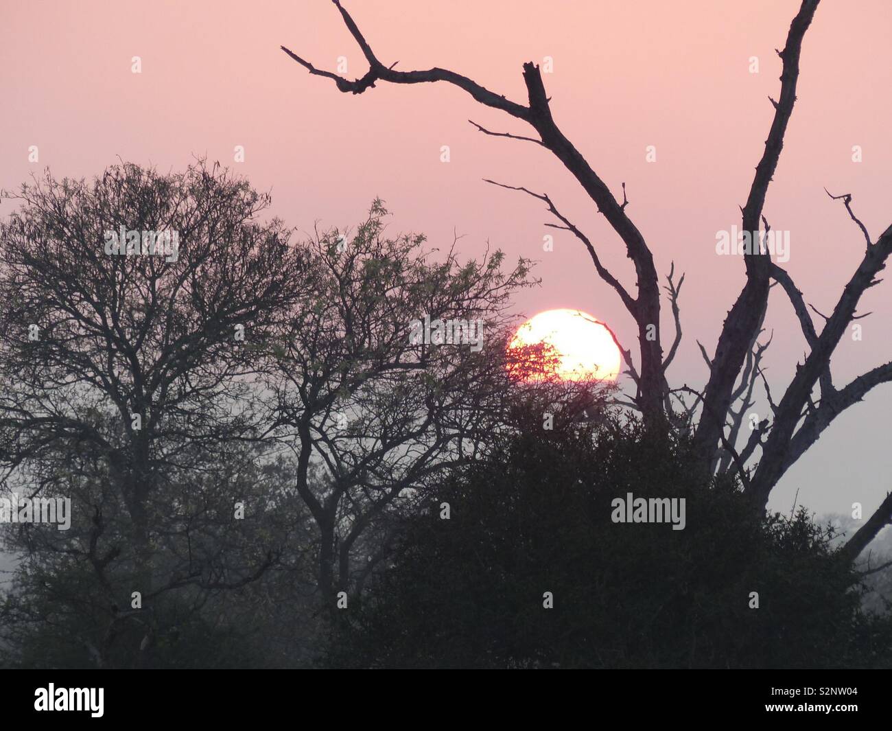 Amanecer sobre sabana arbolada en el Parque Nacional Kruger Sudáfrica Foto de stock