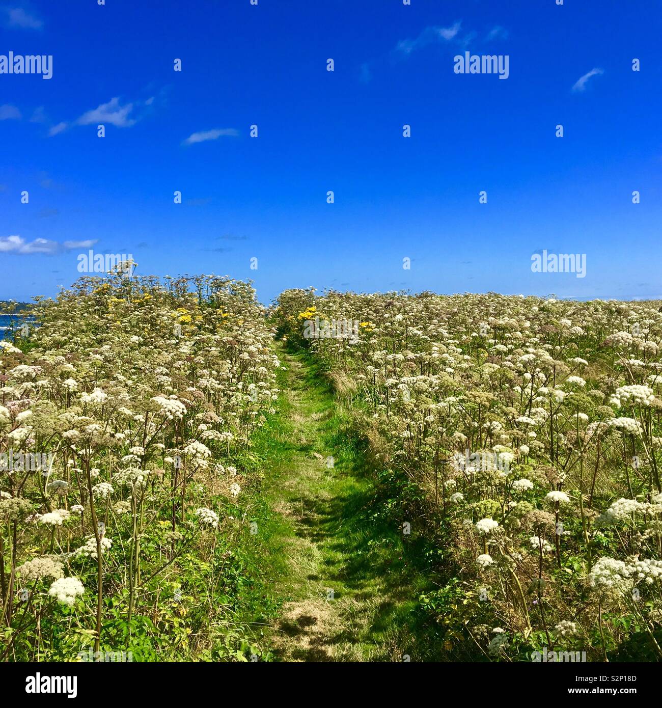 Nature Trail con un campo de flores silvestres en la isla de Cape Breton Canadá durante el verano Foto de stock