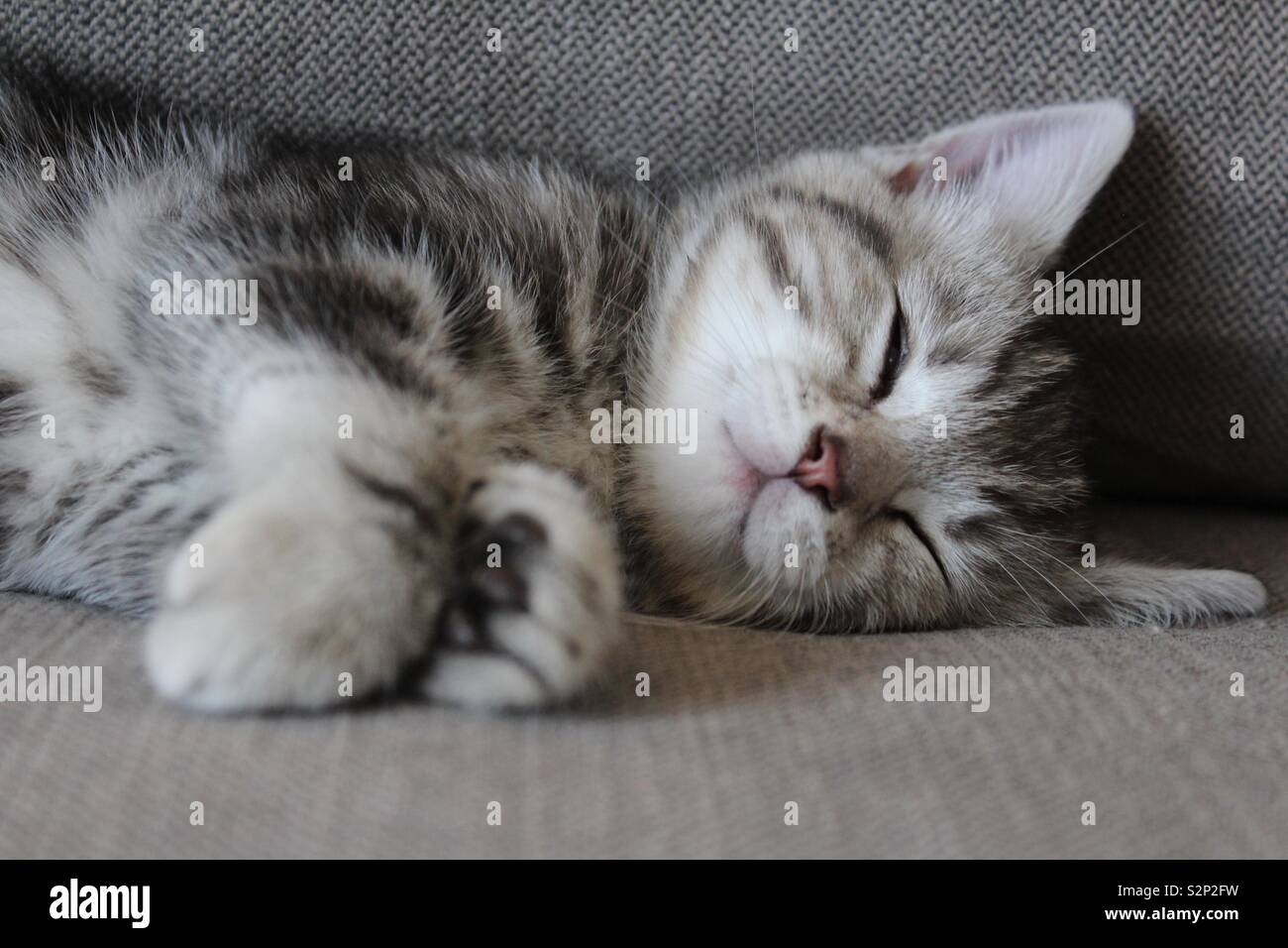 American Shorthair tabby kitten Foto de stock