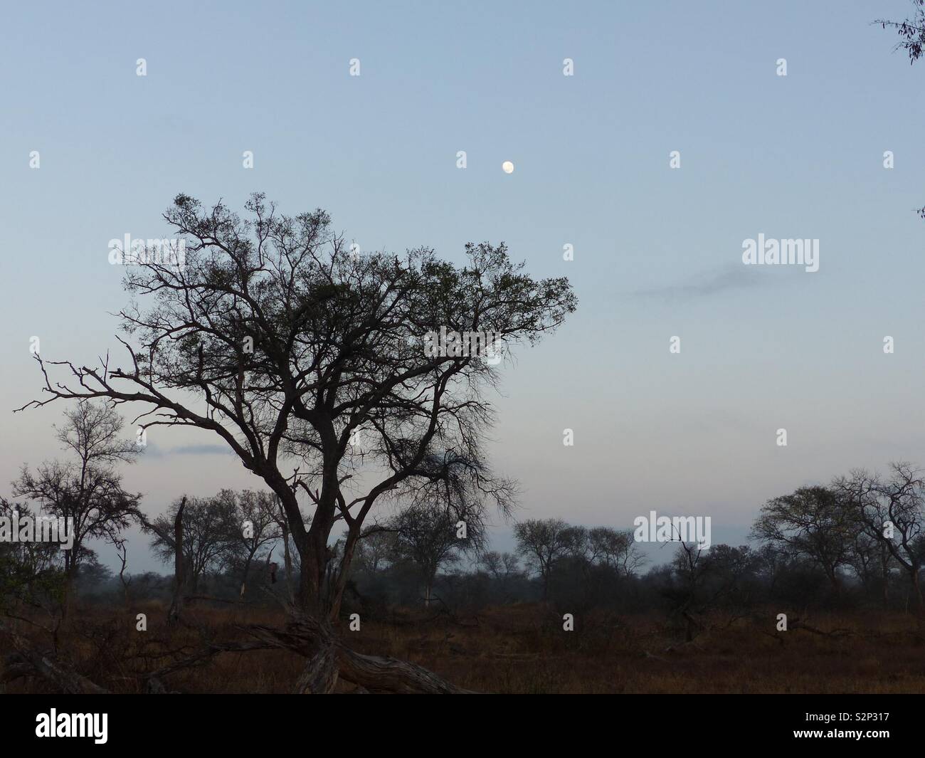 Luna restablecer más africanos en la sabana arbolada del Parque Kruger Foto de stock