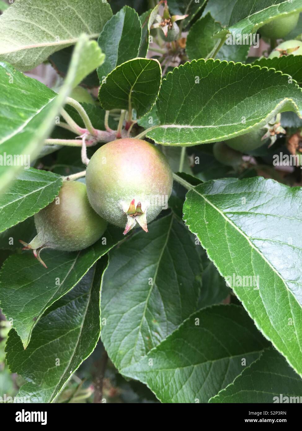 Bramley apple tree fotografías e imágenes de alta resolución Alamy