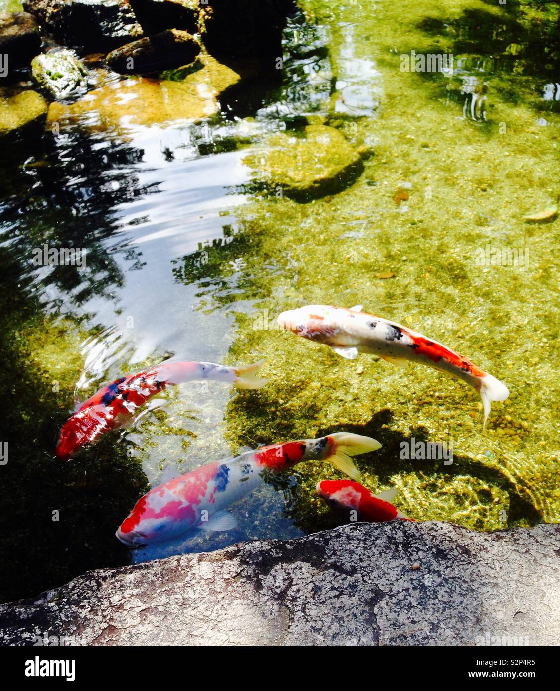 Carpas Koi japoneses Foto de stock