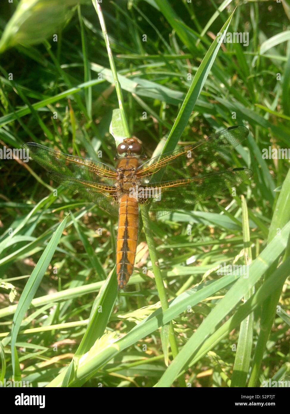 Chaser escasos dragonfly Foto de stock