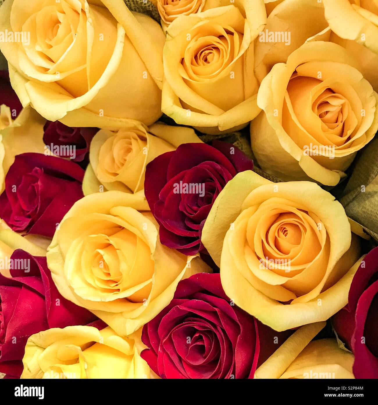 Rosas rojas y amarillas Fotografía de stock - Alamy