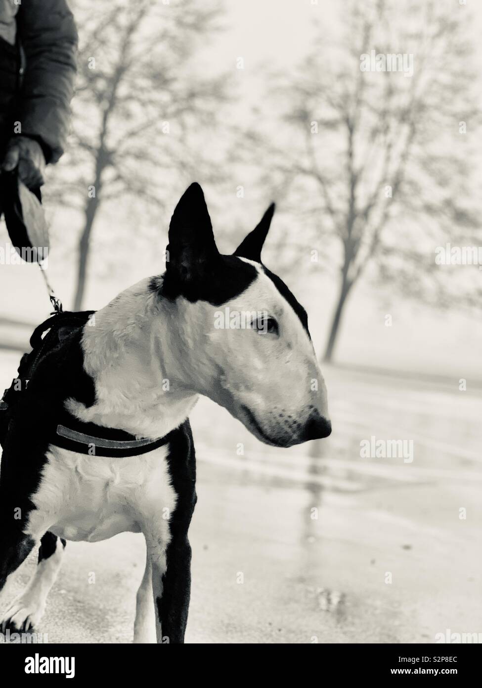 Bull terrier black and white fotografías e imágenes de alta resolución -  Alamy