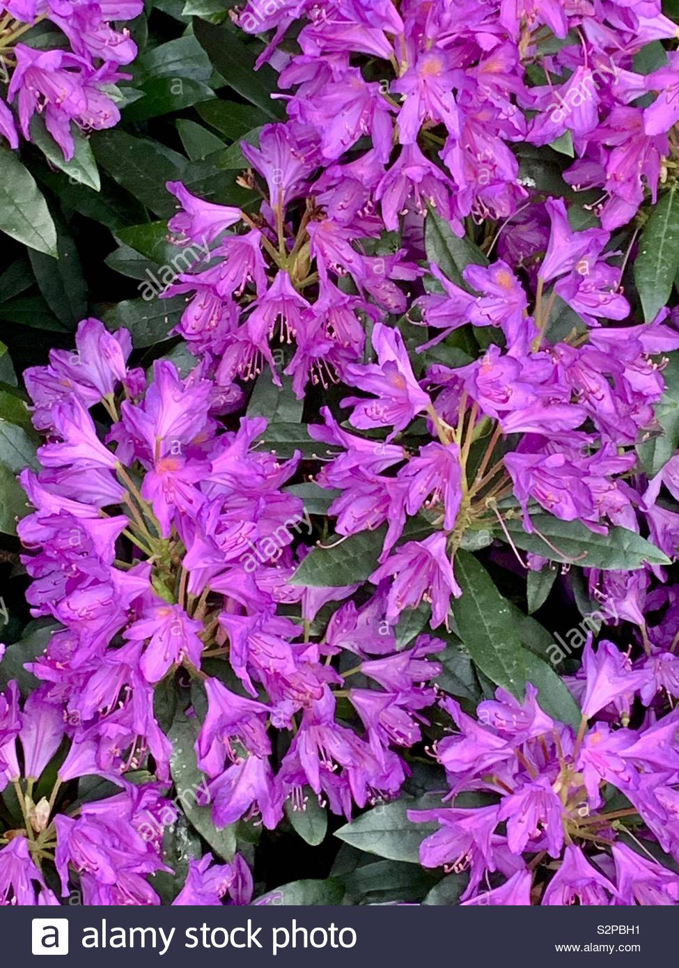 Violeta azaleas en flor Fotografía de stock - Alamy