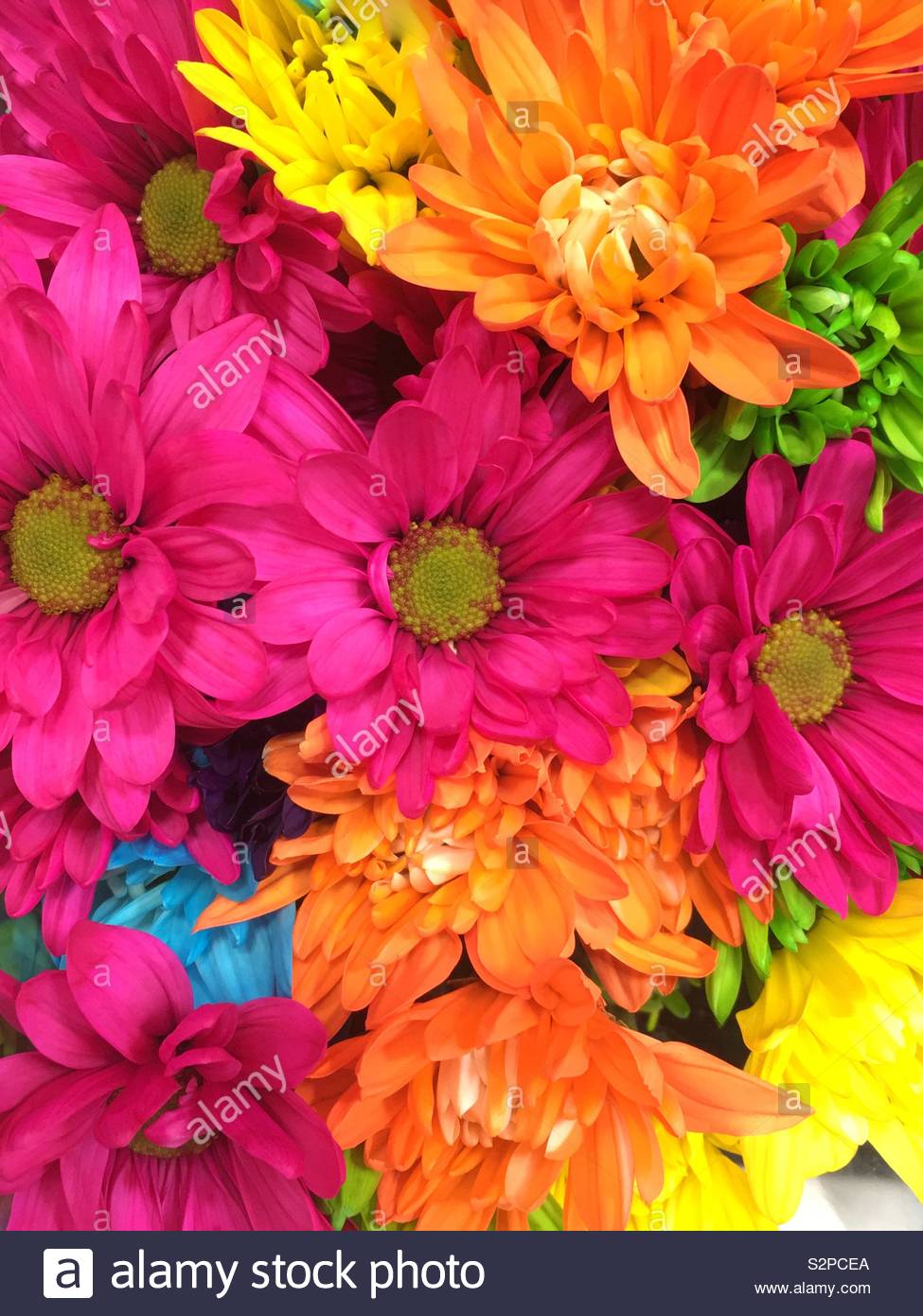 Precioso ramo de de colores brillantes frescos y crisantemos en plena floración Fotografía de stock - Alamy