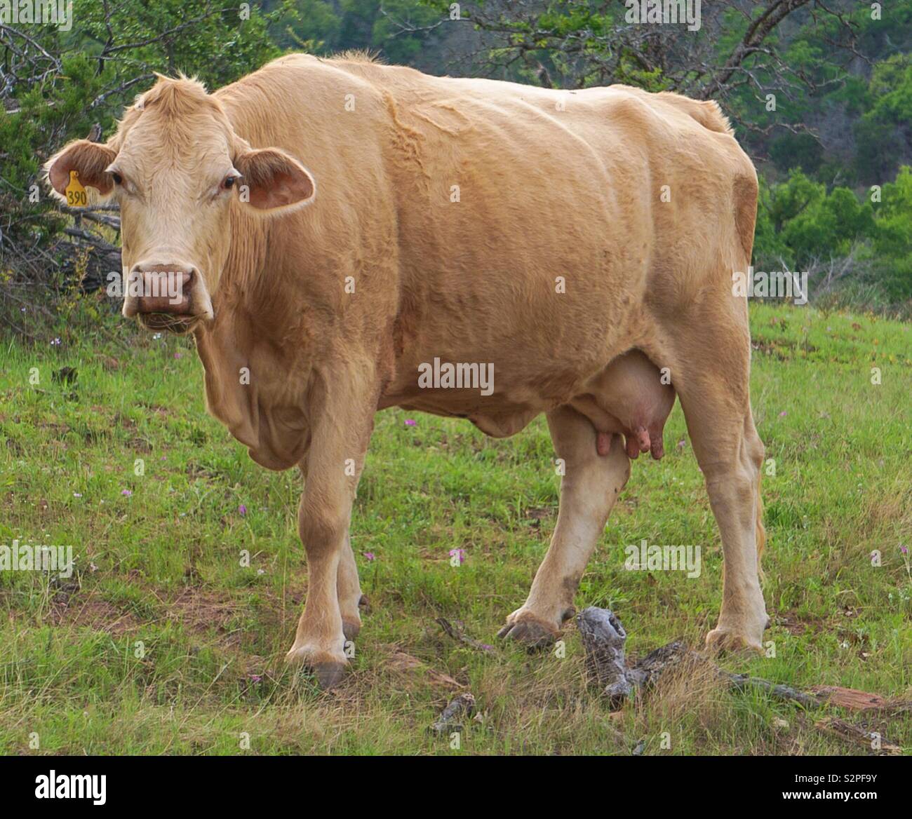 Una vaca hembra en una pastura Foto de stock