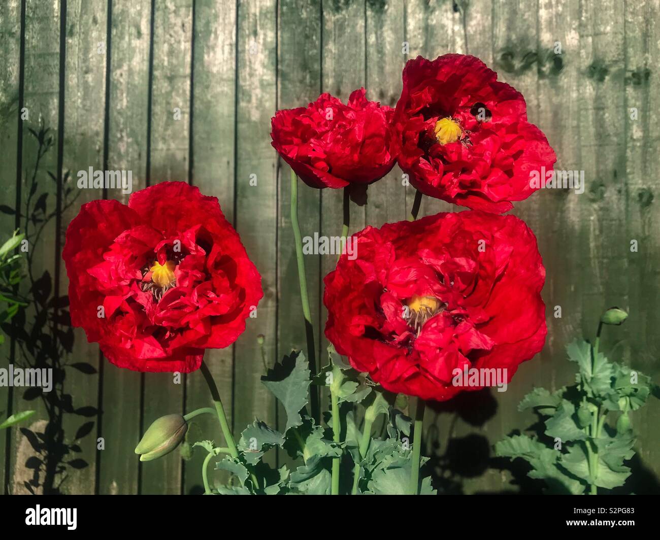 Blooming rojo amapola peonía Foto de stock