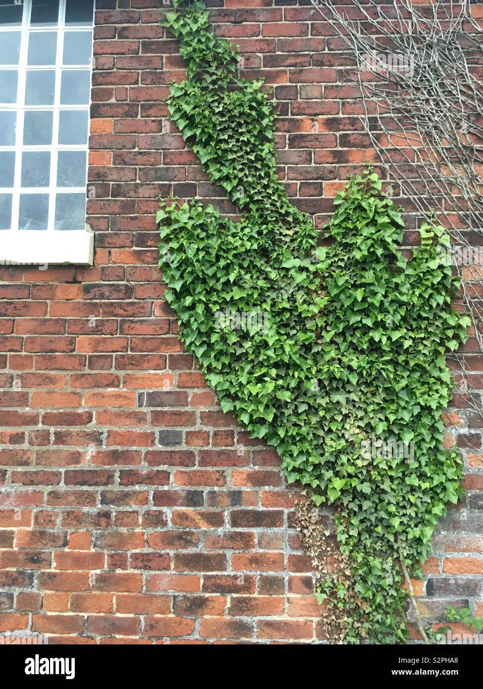 Hiedra Trepadora Crece En La Pared De La Casa En El Sur De