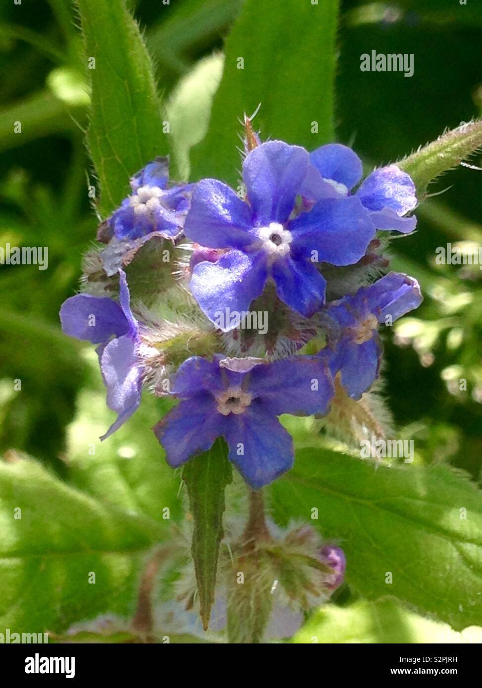 Flor Azul Foto de stock