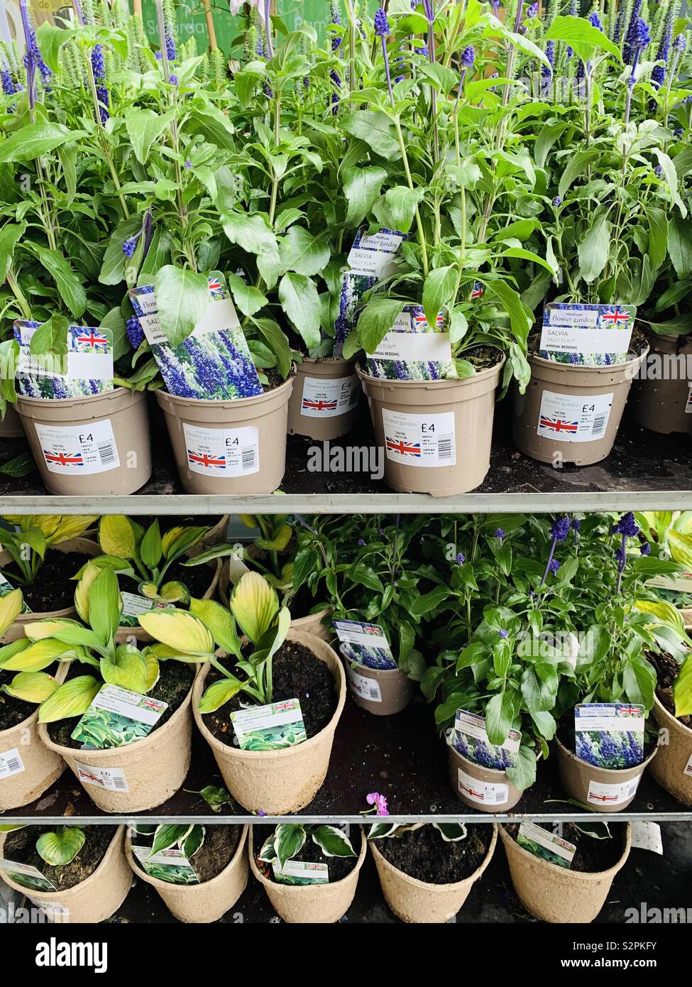 Las plantas en recipientes compostable Foto de stock