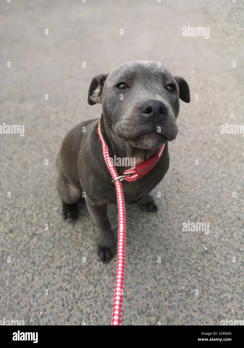 Staffordshire Bull Terrier Cachorros Fotos E Imagenes De Stock Alamy