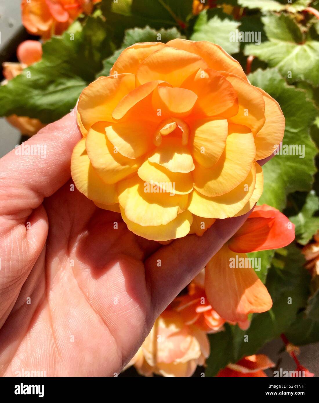 Rosa amarilla en la mano de mujer caucásica en el jardín Foto de stock