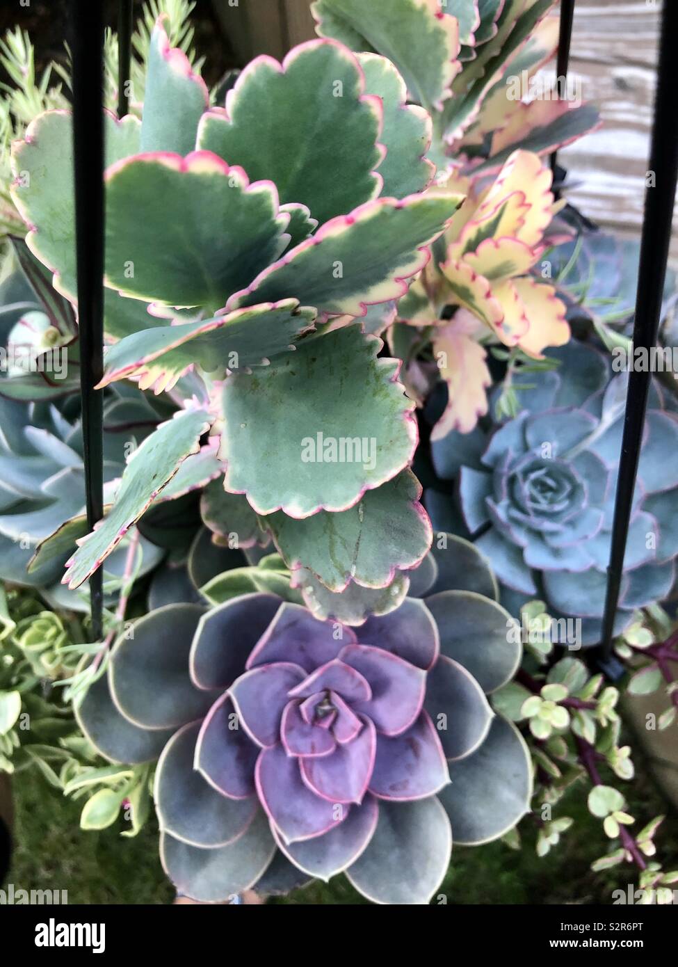 Variedad de plantas suculentas Fotografía de stock - Alamy