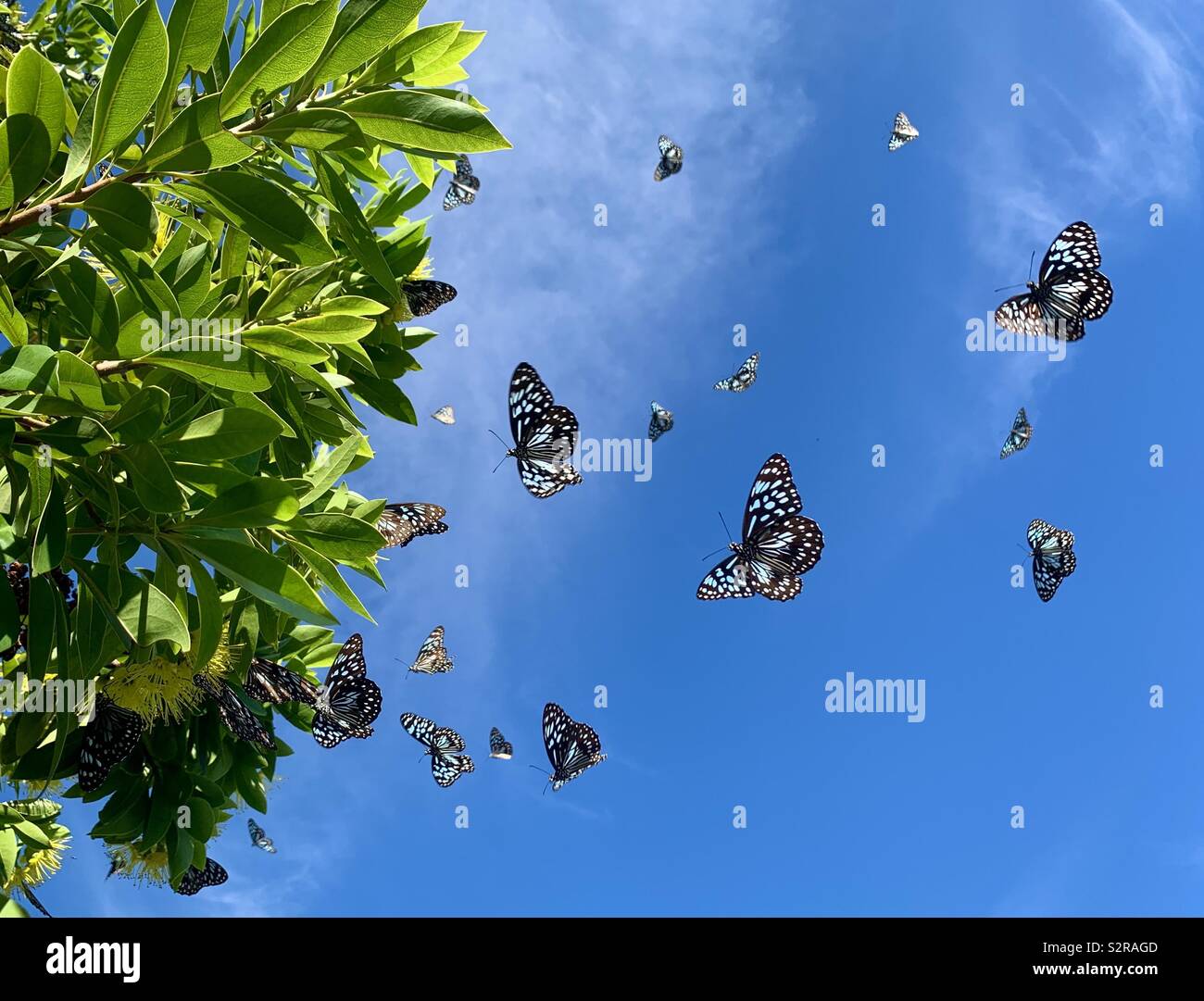 Blue Butterfly - hamata Tirumala Tigre Foto de stock