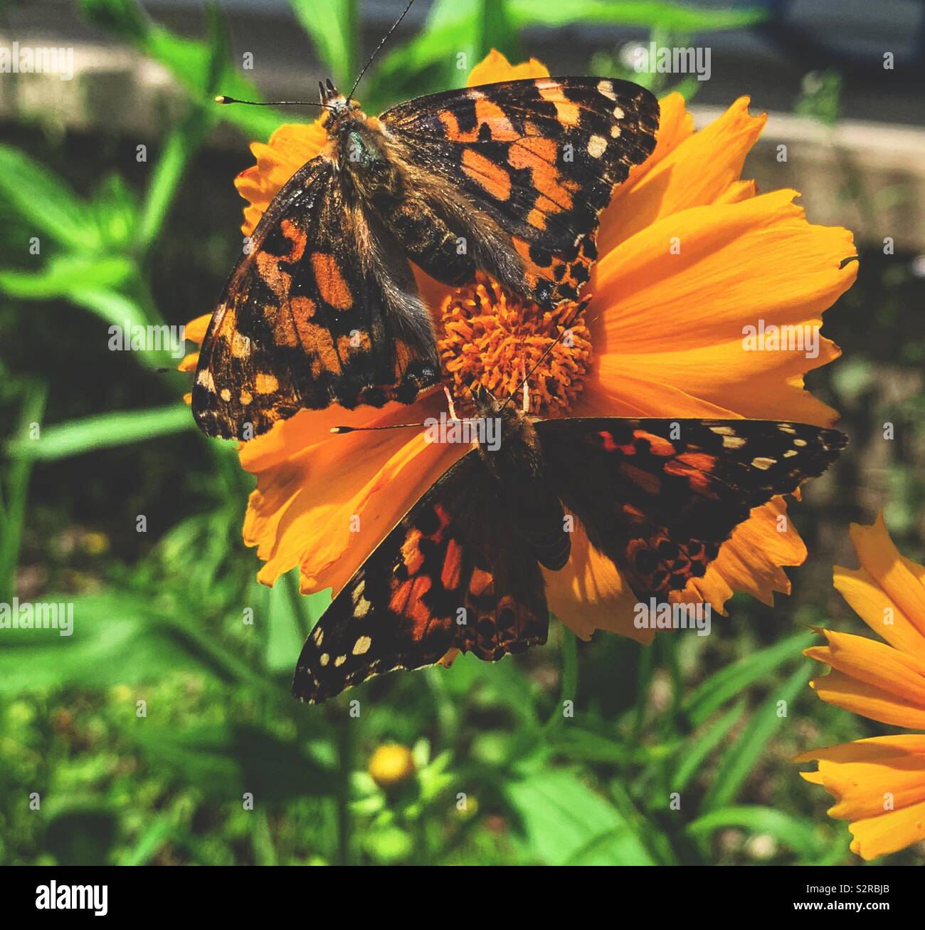 Dos mariposas monarca en una flor amarilla en un jardín. Foto de stock