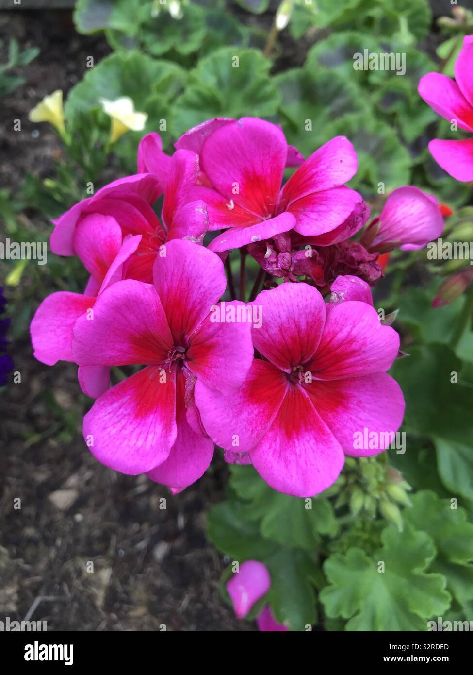 Flor de geranio rosa brillante Fotografía de stock - Alamy