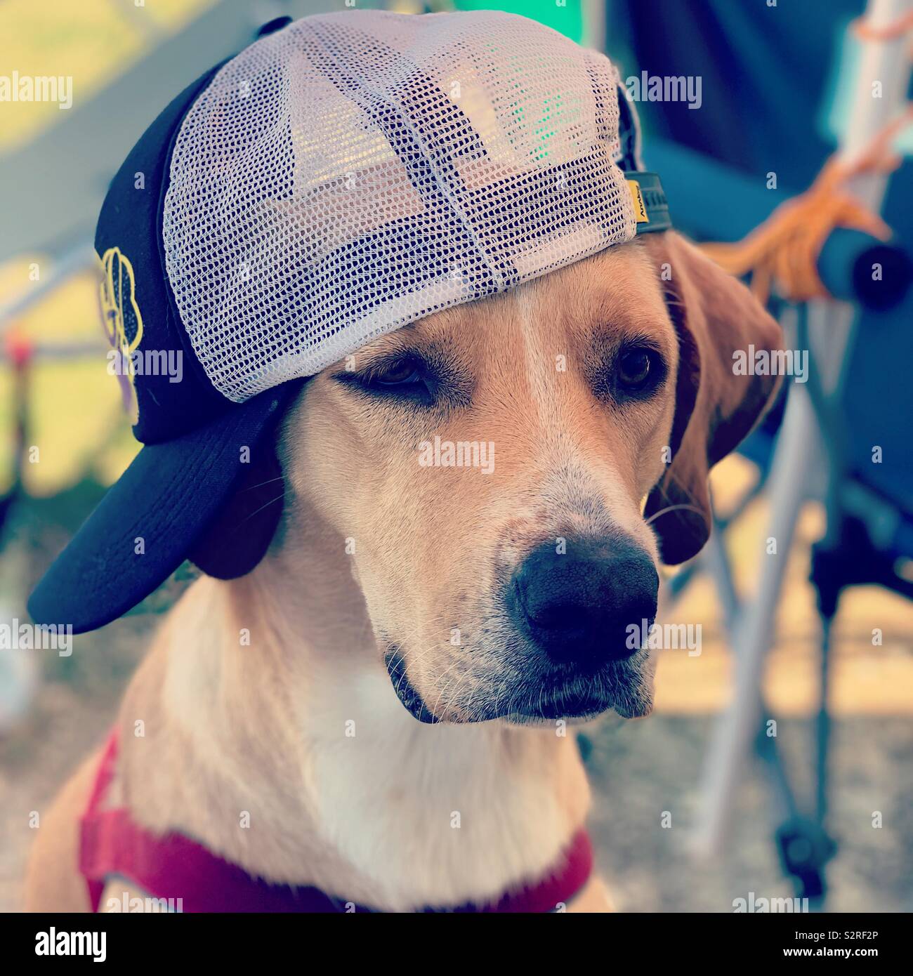 Perro con gorra de béisbol en Fotografía de stock - Alamy