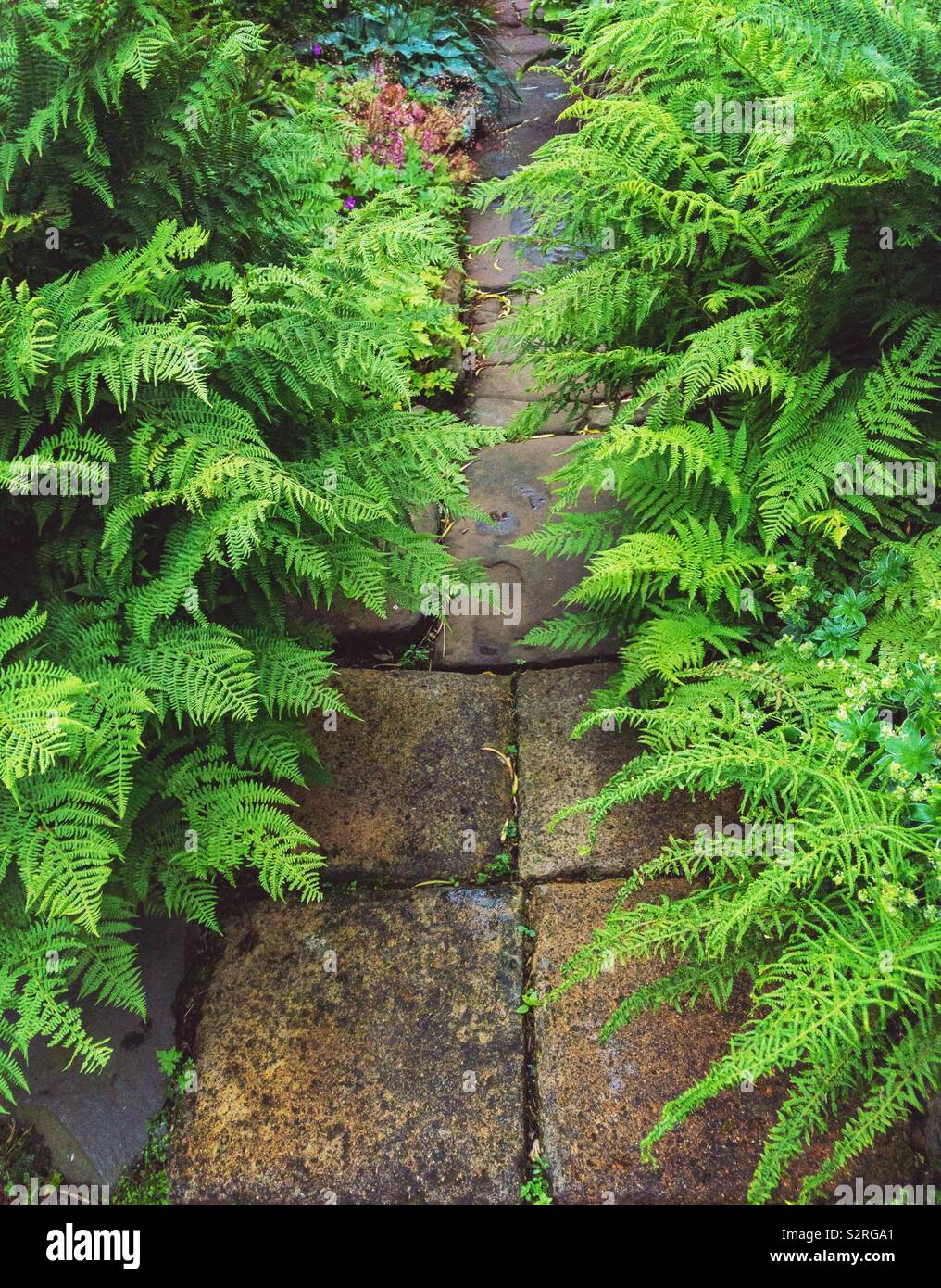 Ruta jardín pavimentado con la siembra de helechos en los lados. Foto de stock