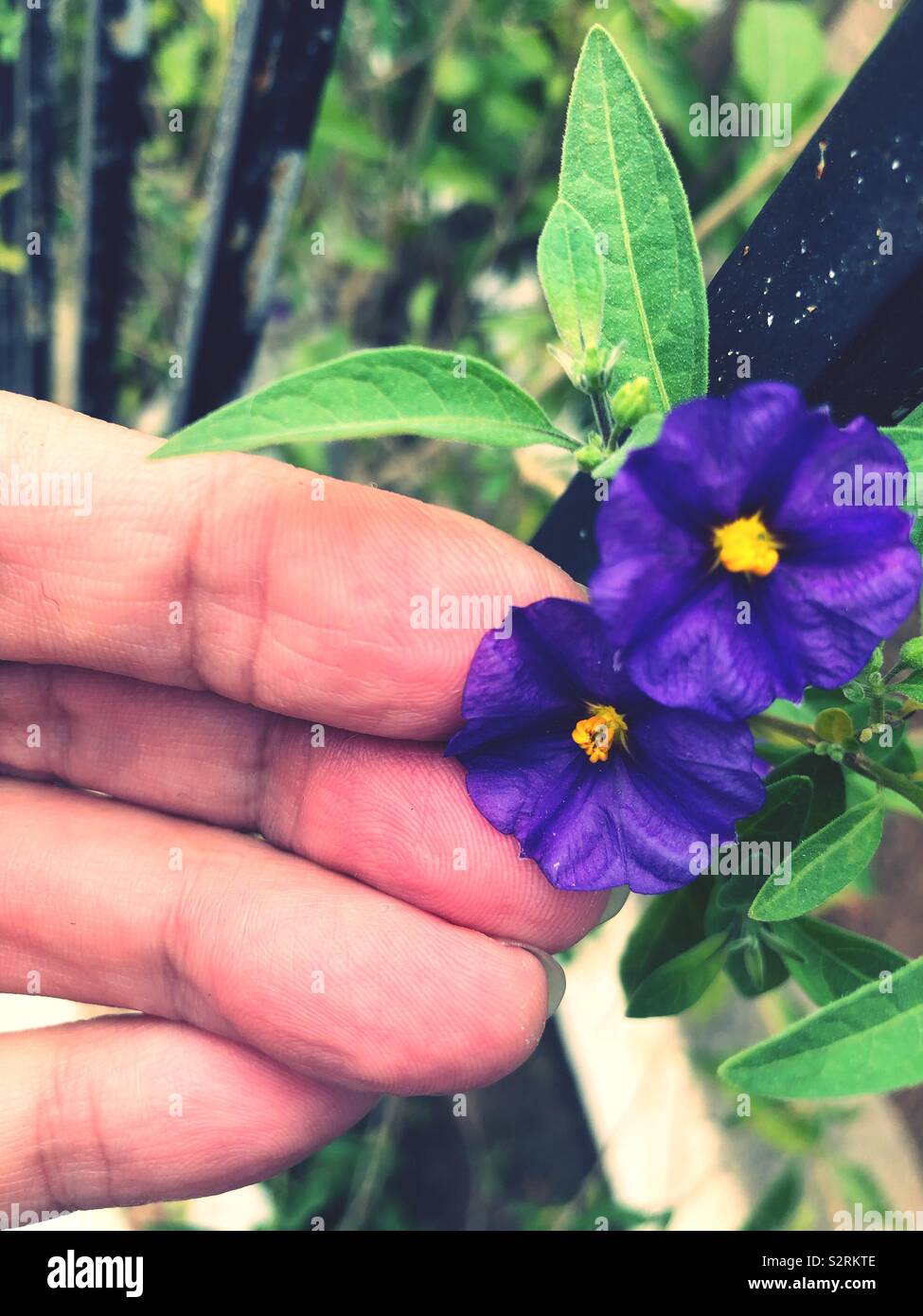 Dos flores violetas con centro amarillo Fotografía de stock - Alamy