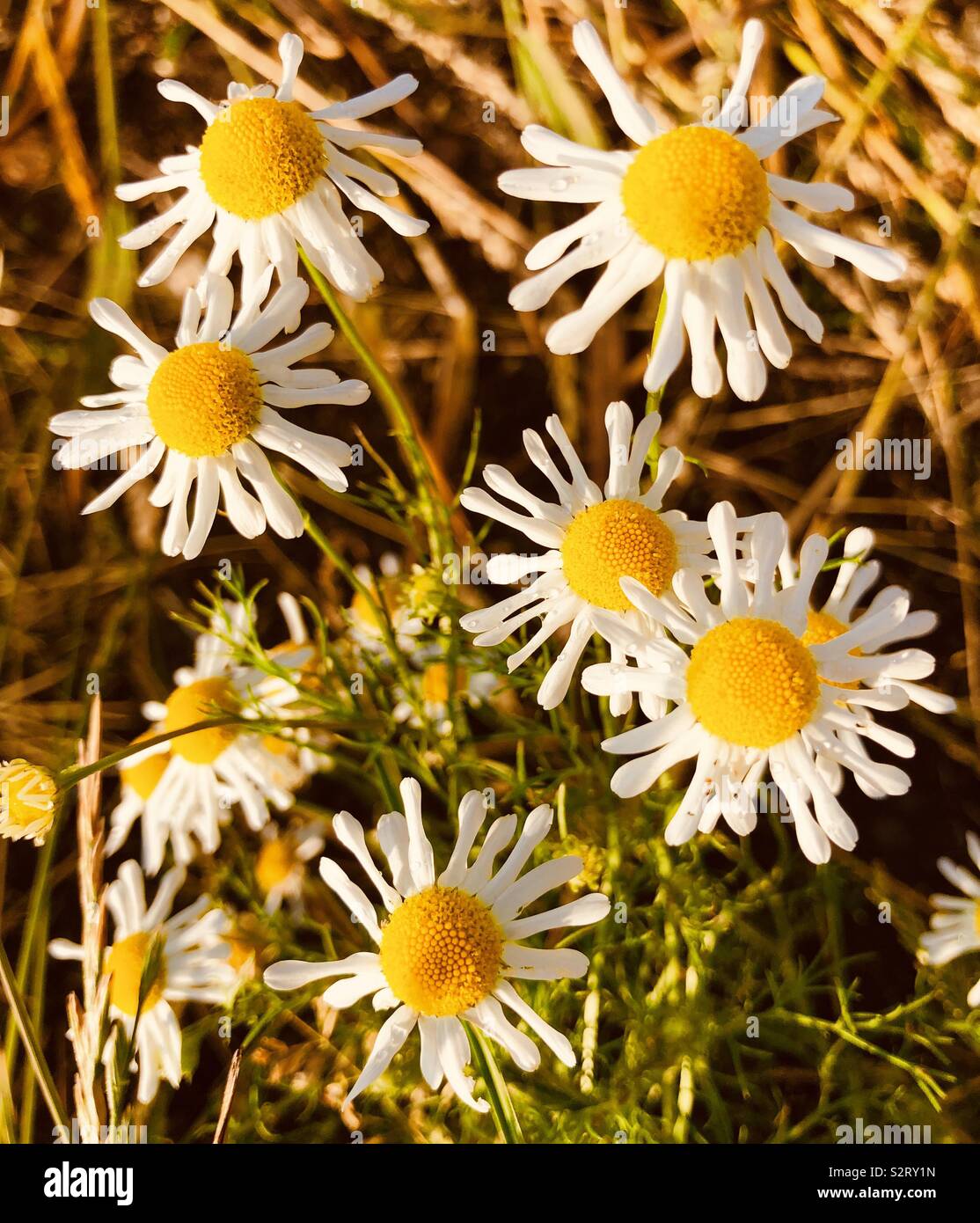 Viene Daisy's Foto de stock