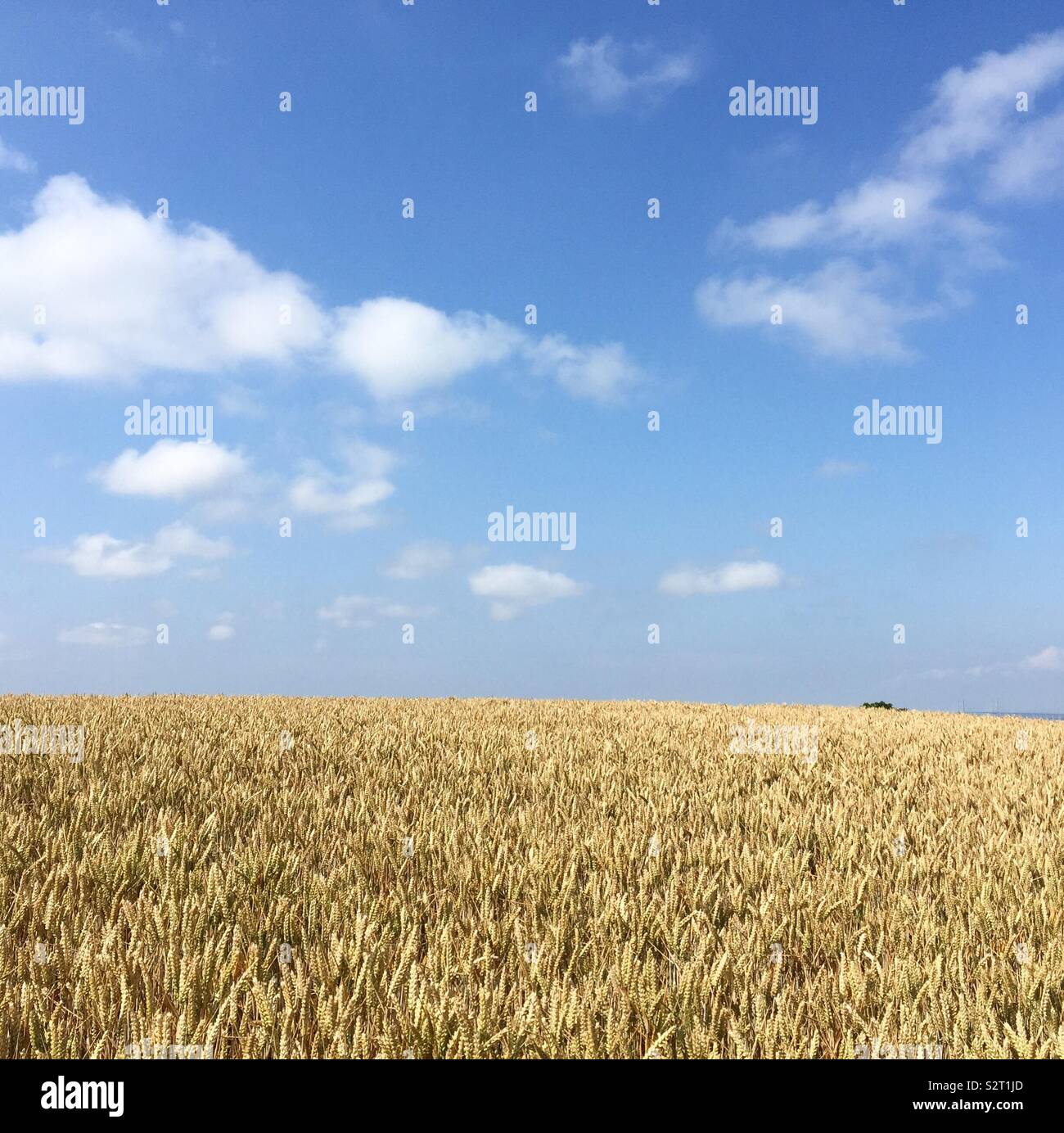 Los veranos día de caminata a través de la cosecha de trigo Foto de stock