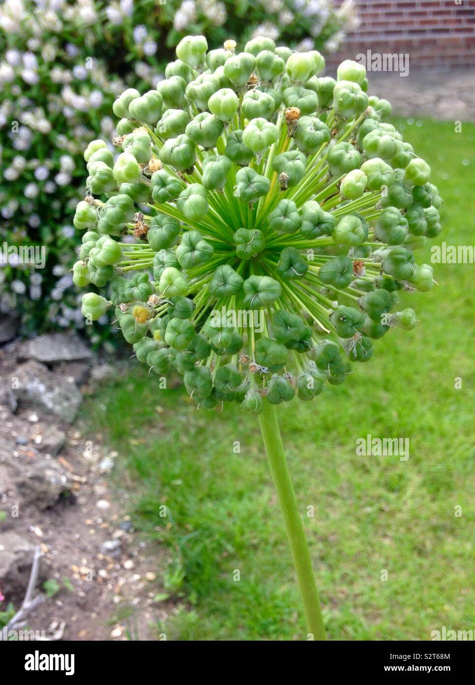 Allium cabeza de semillas Foto de stock