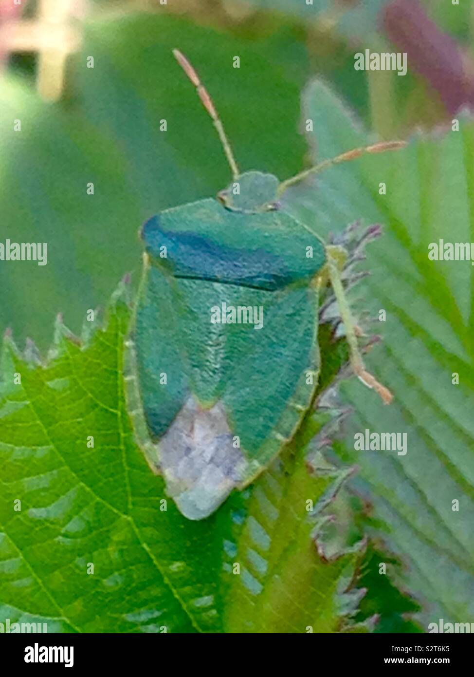 Escudo verde bug Foto de stock