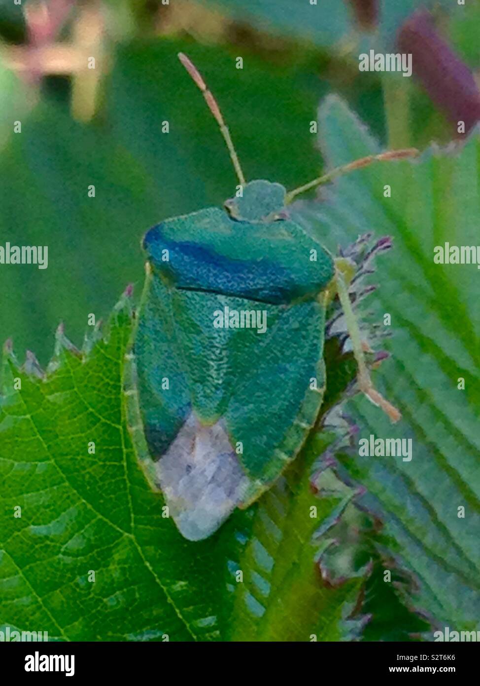 Escudo verde bug Foto de stock