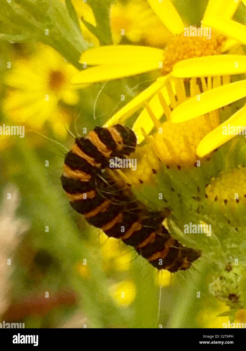 El cinabrio en la larva de la polilla de la Hierba Cana Foto de stock