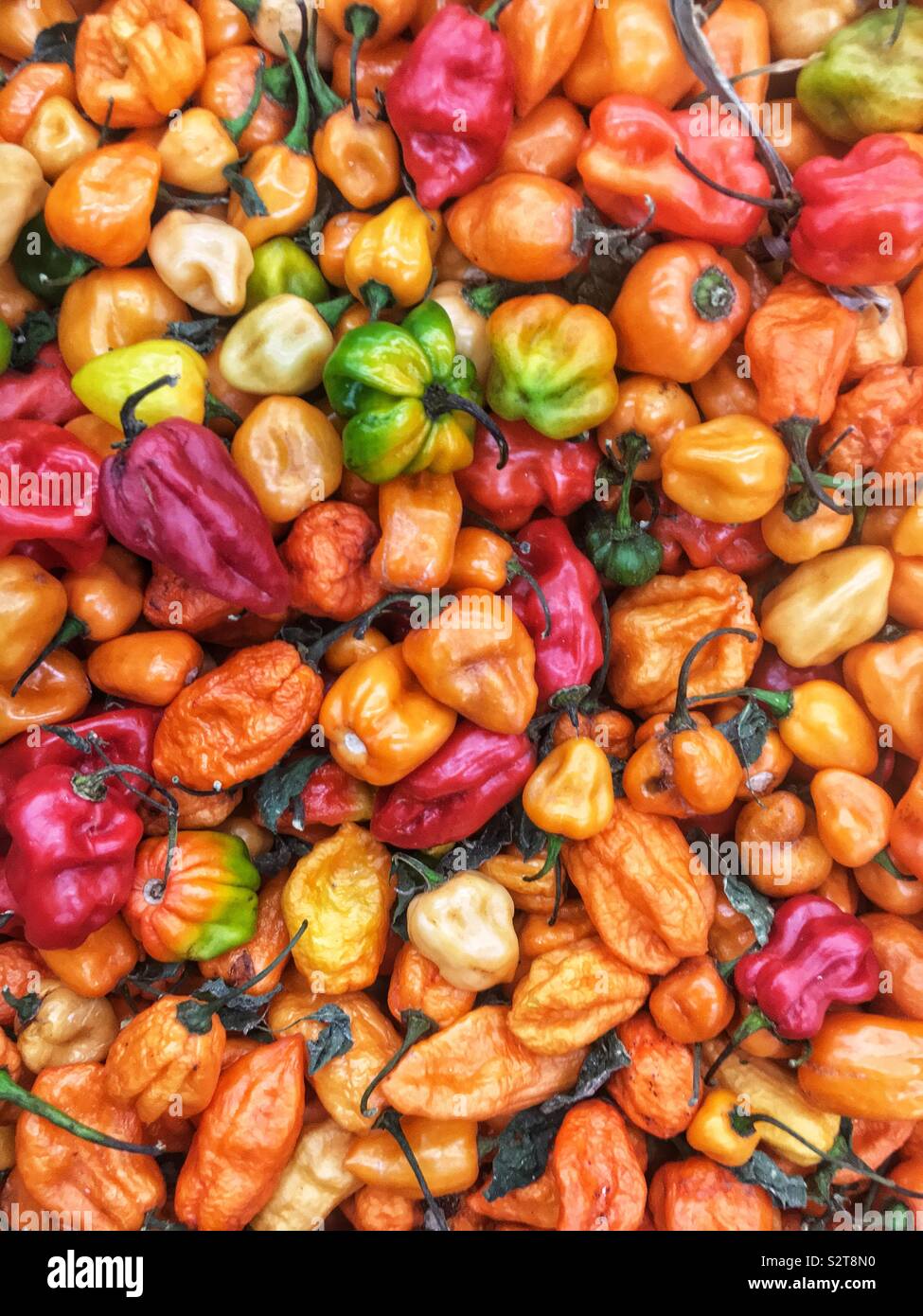 Variedad de coloridos frescos maduras caliente y picante de chile habanero. Foto de stock