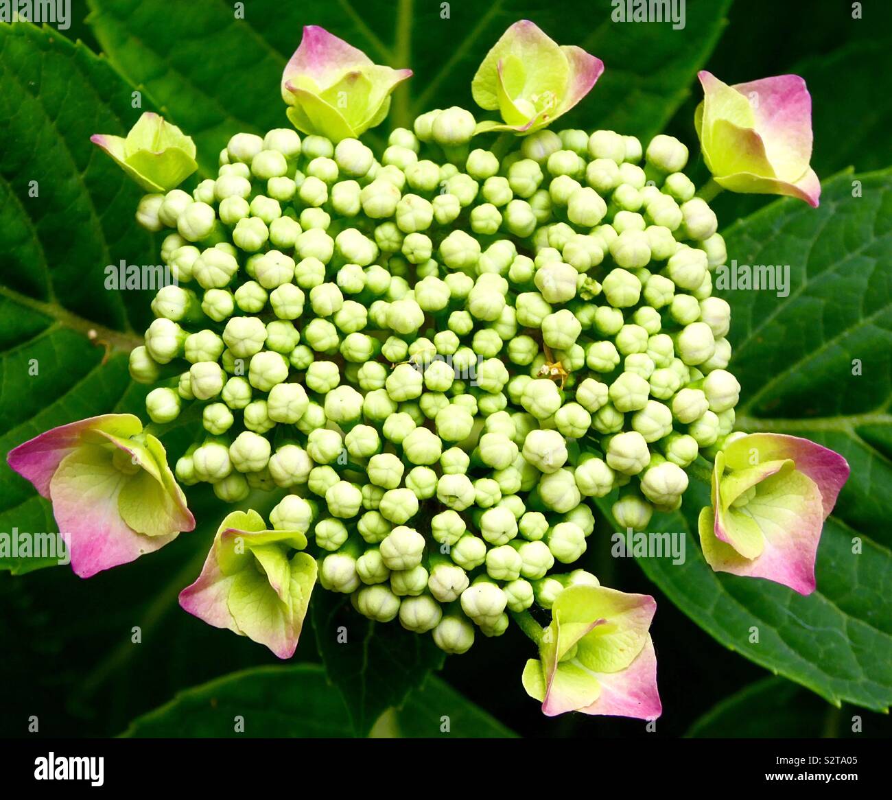 Hydrangea flor en forma de corazón Foto de stock