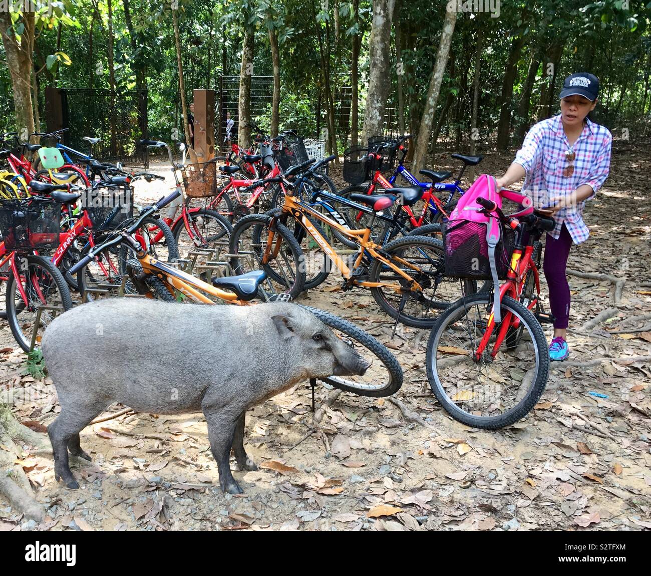 Cerdo salvaje de pie cerca del hombre y muchas bicicletas aparcadas en Singapur Isla Pulau Ubin Foto de stock
