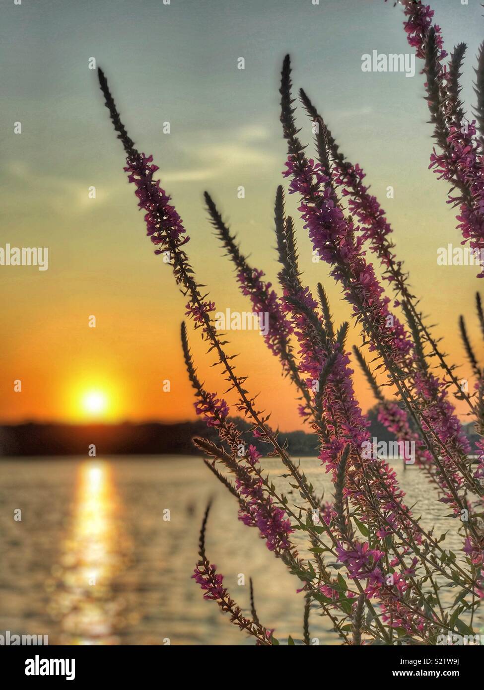Salvia crecen en un lakeshore con sunset Foto de stock