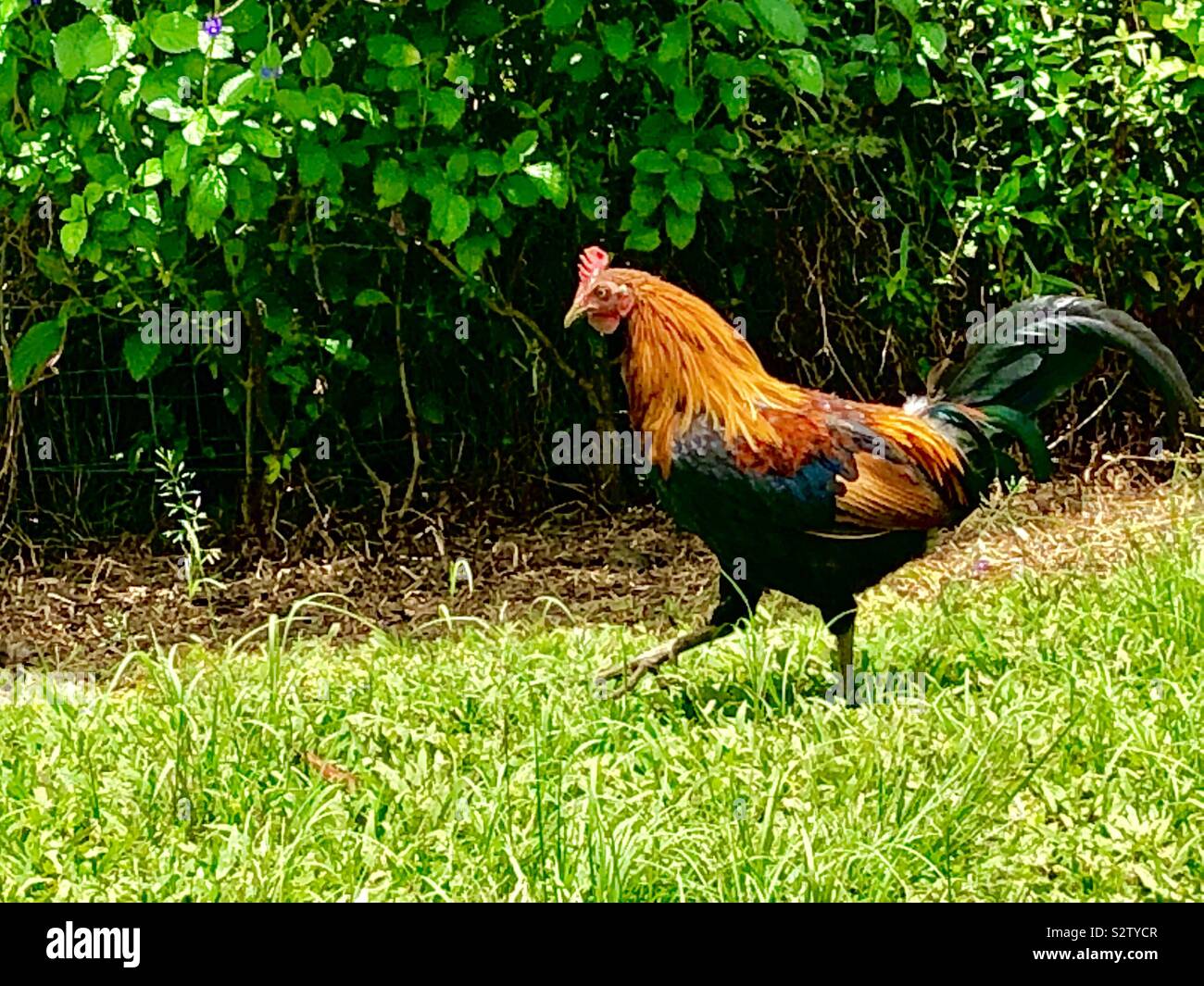 Colorido gallo Foto de stock