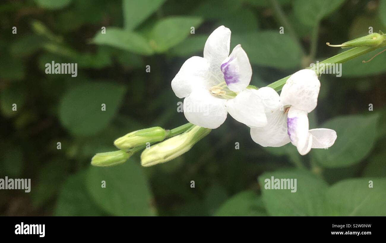 Ivy-Asystasia gangetica es una especie de planta con flores perteneciente a la familia Acanthaceae. Es comúnmente conocido como el violeta chino, coromandel o guante de espuma que se filtra. Foto de stock
