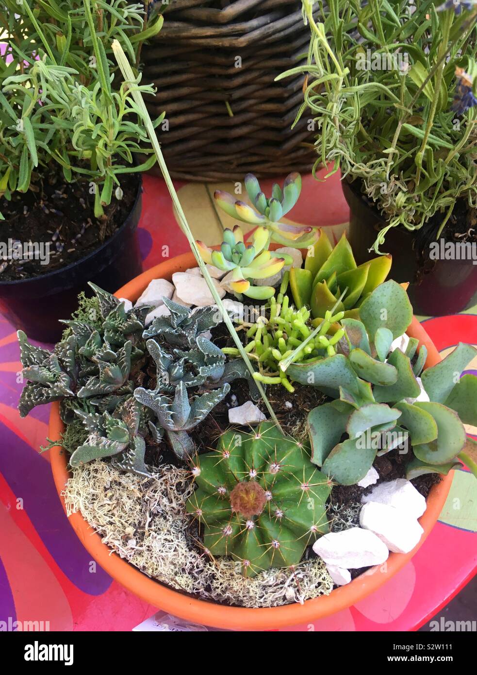 Fondo de colores brillantes con una gran variedad de cactus y plantas suculentas Foto de stock