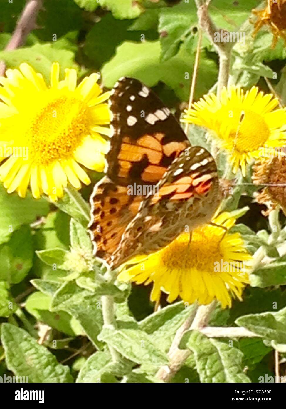 Painted Lady butterfly Foto de stock