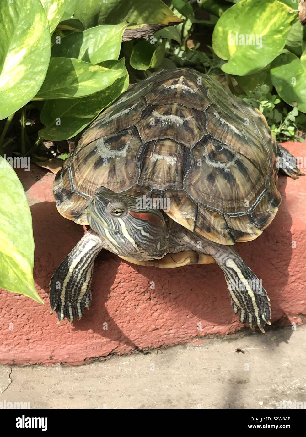 Tortugas de orejas rojas tortuga en el jardín Fotografía de stock Alamy