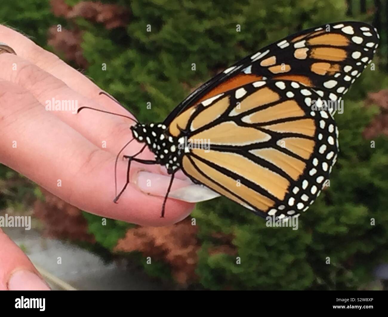 Una mariposa monarca en un dedo de la mujer. Foto de stock