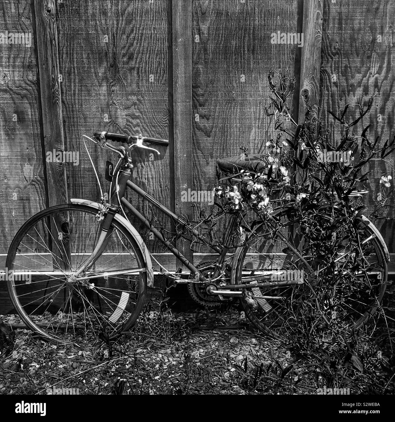 Bicicleta de madera Imágenes de stock en blanco y negro - Alamy