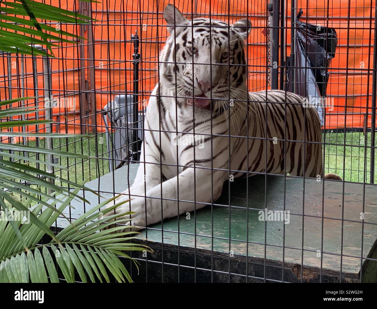 hielo Amplificador lecho Jaula de tigre fotografías e imágenes de alta resolución - Alamy