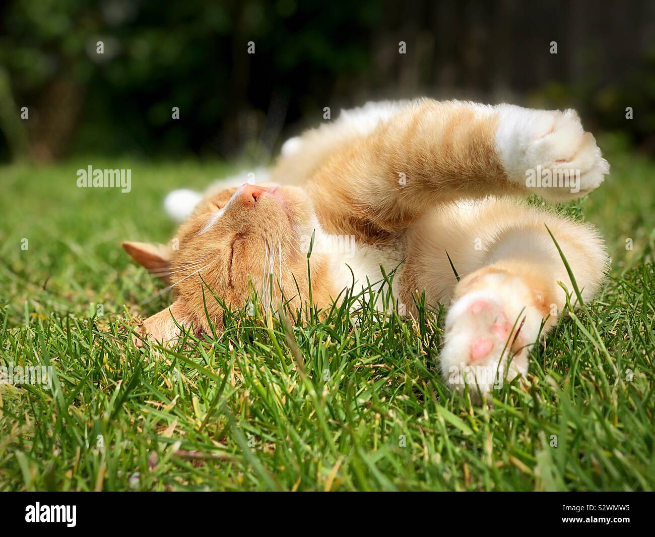 Jengibre gato dormido sobre la hierba Foto de stock